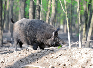 Wild boar