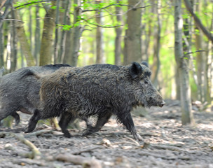 Wild boar