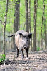 Wild boar