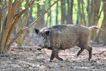 Wild boar