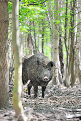 Wild boar