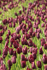 Tulpen 37