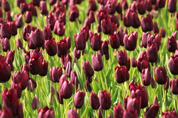 Tulpen 36