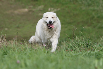 Pyrenean mountain dog walking outside