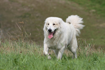 chien de montagne des Pyrénées de face