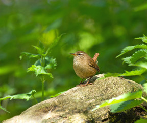 Winter Wren in Woodland