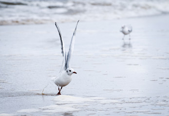Two mews at Baltic Sea beach in Swinoujscie, Poland © Fotokon