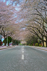 Obraz premium Blossom path