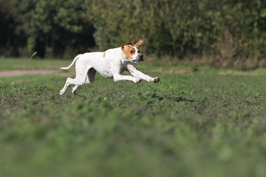 english pointer galoping