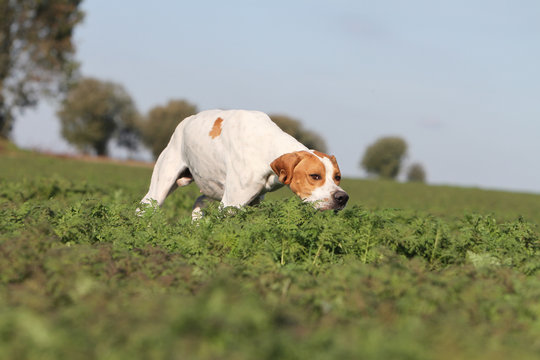hunting dog sniffing