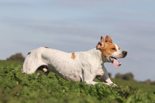 chien de chasse en coursen au galop