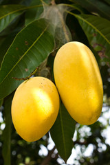 Mango tree with yellow fruits