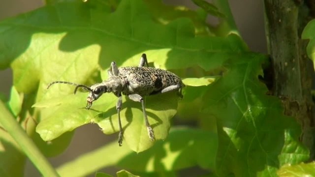 Alpine beetle beetle moves mustache on a sheet
