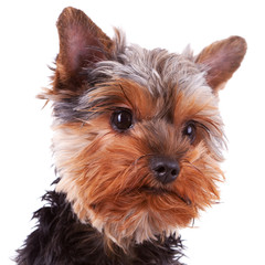 head of a cute yorkshire puppy dog