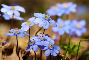 flowers of hepatica nobilis