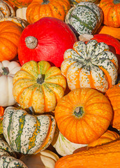 Colorful pumpkins