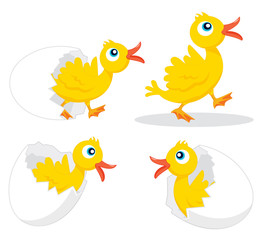 Four chicks