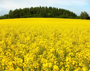 field of rapeseed plant for green energy