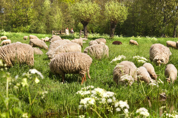 Fototapeta premium Country walk on sunny day in spring