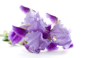 Iris flowers