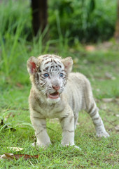 baby white bengal tiger