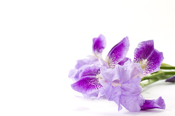 Obraz premium Iris flowers