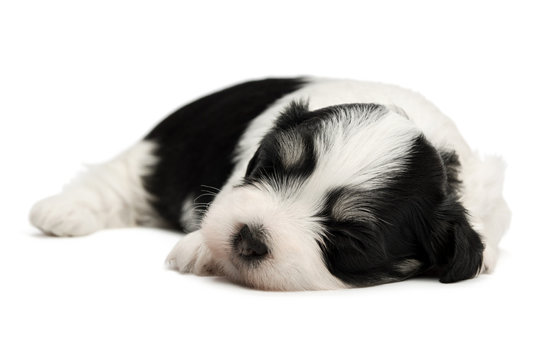 Cute Sleeping Havanese Puppy