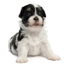 Cute little havanese puppy