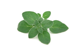 Origano - Origanum vulgare - Oregano
