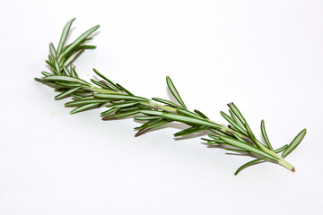 Fototapeta premium rozmaryn