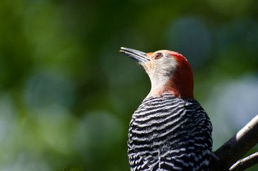 Red-Bellied Woodpecker Close Up