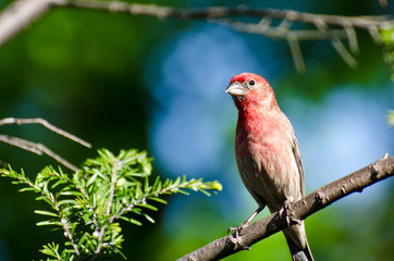 House Finch Perched in a Tree