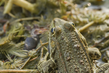 frog