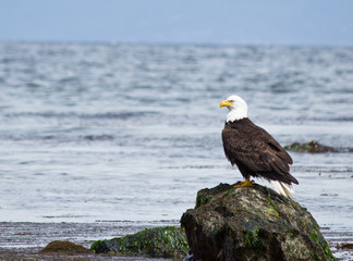 Bald Eagle perched on rock