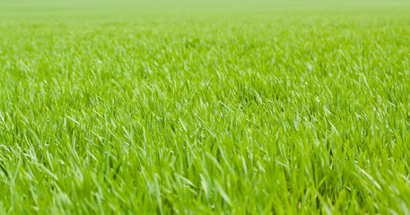 Green grass background