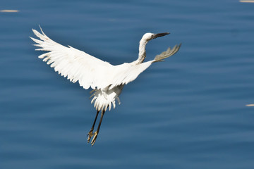 White Egret