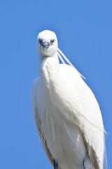 White Egret