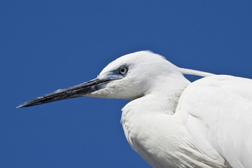 White Egret