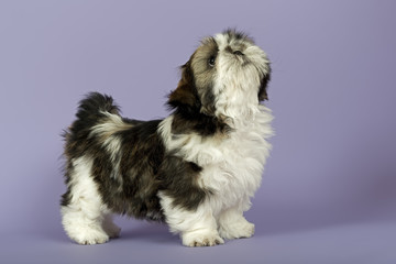 Hunde-Shih-Tzu 0777