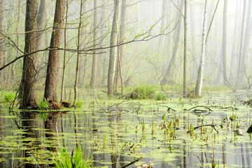 Swamp, forest. Sunlight and fog through the trees, young tree branches close-up. Panoramic view....
