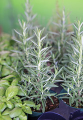 rosemary plants