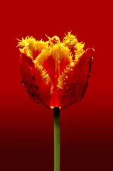 Crédence de cuisine en verre imprimé Tulipe tulipany