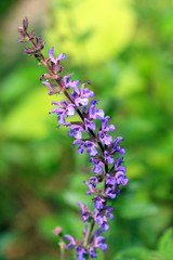 Salvia divinorum close up