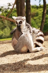 ringelschwanz - katta