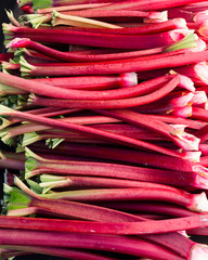 Rhubarb stems harvested ready to eat