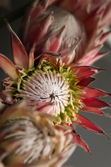 Protea flowers
