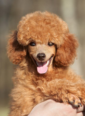 Happy Toy poodle puppy close up portrait