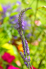 Levender, lavendula closeup
