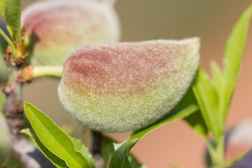 Macro d'amandier au printemps