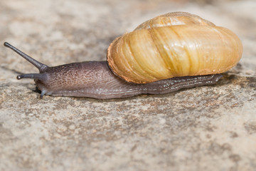 Macro d'escargot